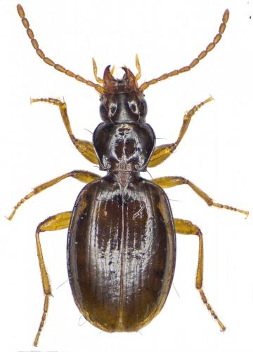 Réf. 265 099 : Trechus brucki